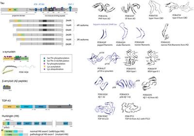 Deciphering the Structure and Formation of Amyloids in Neurodegenerative Diseases With Chemical Biology Tools